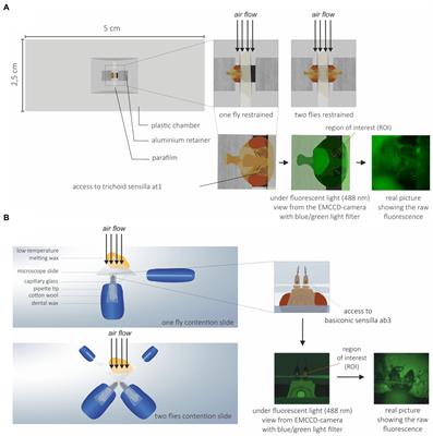 Transcuticular calcium imaging as a tool for the functional study of insect odorant receptors